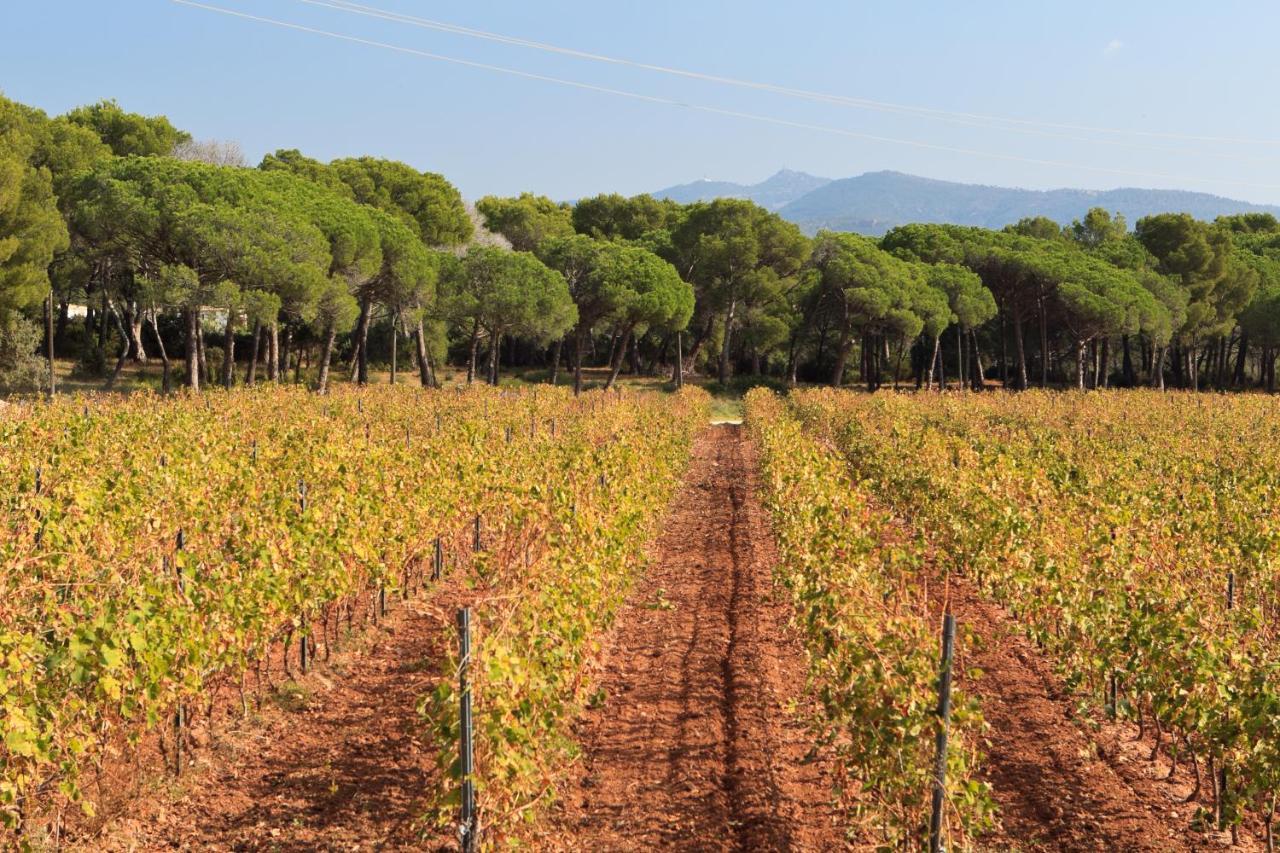 Le Gite Des Cinq Cepages Fréjus Dış mekan fotoğraf